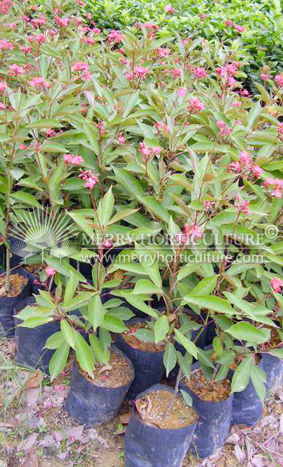 Jatropha pandurifolia (pink)